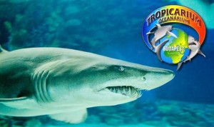 Budapešť - Tropicarium a Oceanarium-16